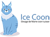 Ice Coon - Main coon suisse